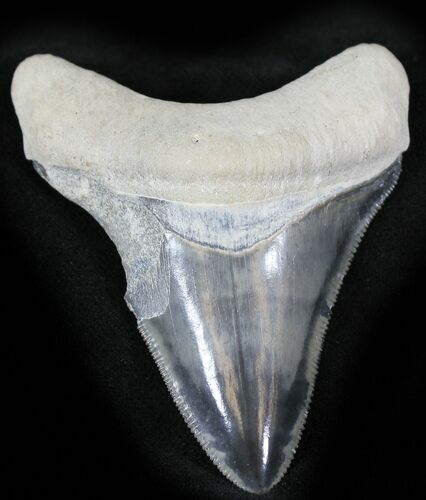 Serrated  Bone Valley Megalodon Tooth #22897